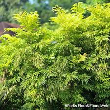 Aralia Ming .jpg