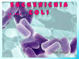 Escherichia coli enterotoxigénica.jpeg