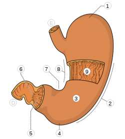 Ventriculus.png