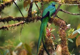 Quetzal guatemalteco.jpg