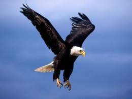 Aguila real.jpg