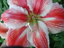 Flor amarilis.jpg